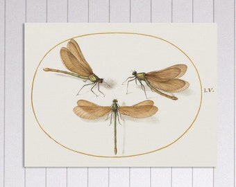 Three Green Dragonflies with Brown Wings Joris Hoefnagel Vintage Art Illustration Print Museum-Quality Matte Paper Poster VARIOUS SIZES