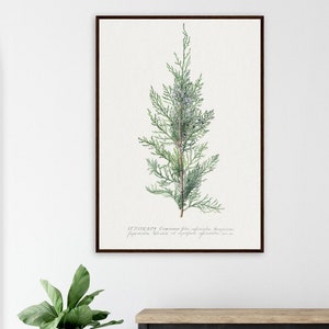 Ramo di ginepro Albero Georg Dionysius Ehret Illustrazione Arte botanica vintage Carta opaca di alta qualità Poster con cornice in legno Arte murale ecologica