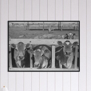 Kühe am Futtertrog Vintage Schwarzweiß Foto Premium Matte Papier Schwarzkiefer Holzrahmen Poster Wanddekoration VERSCHIEDENE GRÖSSEN