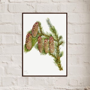Pigne di abete di Douglas, albero botanico vintage, poster in carta opaca premium con cornice in legno, decorazione da parete ecologica