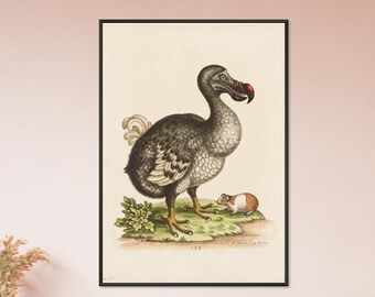 Dodo Bird and Guinea Pig Vintage 18th Century Animal Art Painting Premium Matte Paper Black Metal Framed Poster Wall Decor VARIOUS SIZES