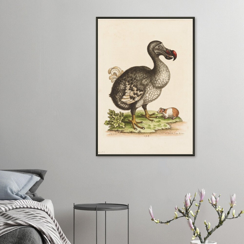 Dodo Bird and Guinea Pig Vintage 18th Century Animal Art Painting ...