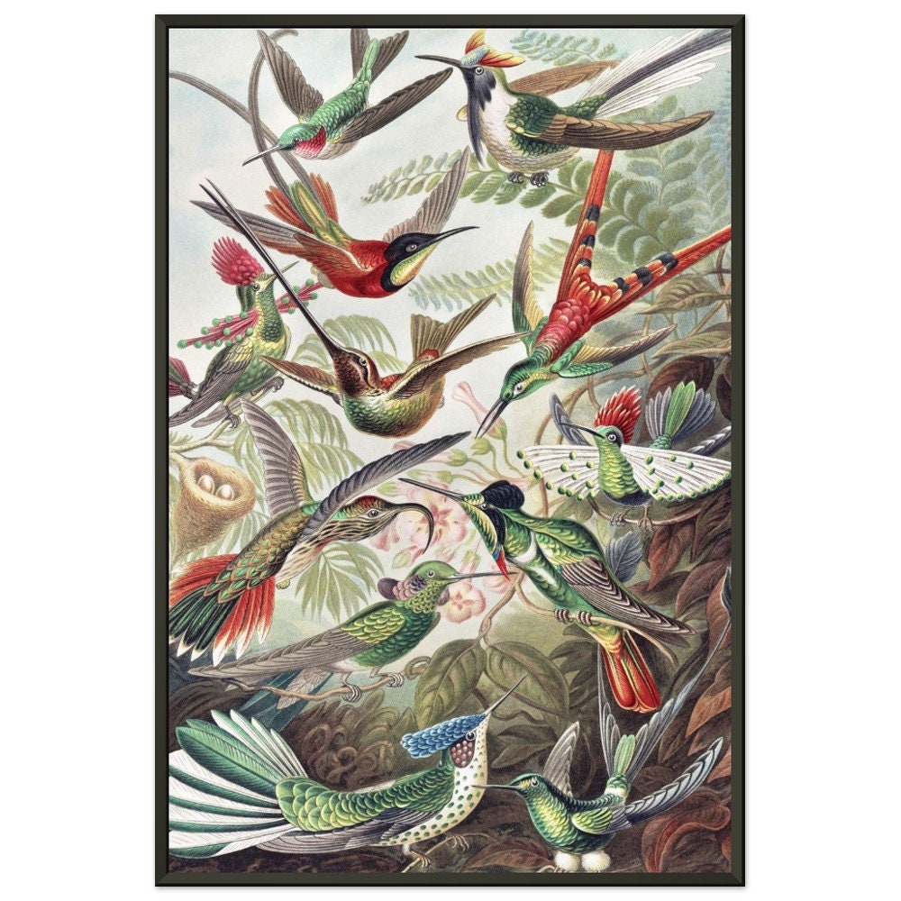Hummingbirds Bird Life Vintage Art Reproduction Premium Matte Paper ...