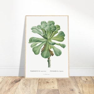 Sempervivum Sukkulente Vintage Redouté Botanischer Garten Kunst Premium Mattpapier Holzgerahmtes Poster Umweltfreundliche Wandkunst Gartengeschenk