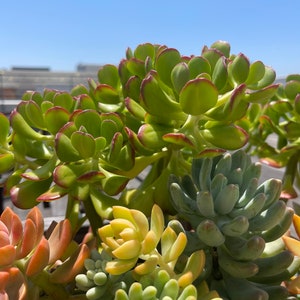 5 for 10 - Succulent Cuttings - Mixed Variety