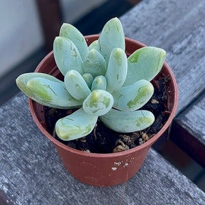 May include: A small potted succulent plant with fleshy, light green leaves. The plant is in a brown plastic pot.