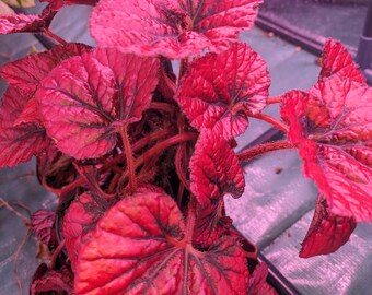 Rex Begonia- Red