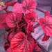 see more listings in the House Plants section