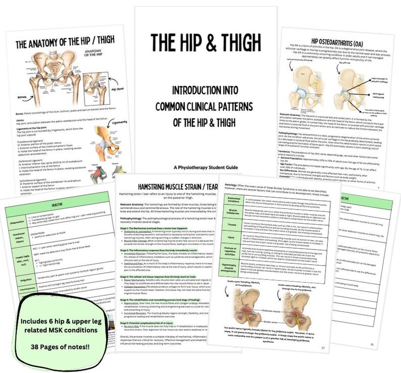May include: A colorful guide to common clinical patterns of the hip and thigh, including anatomy, hamstring muscle strain, and hip osteoarthritis. The guide includes illustrations and text, and is titled "The Hip & Thigh: A Physiotherapy Student Guide".