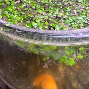 Salvinia minima