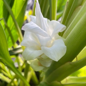 Turmeric plant