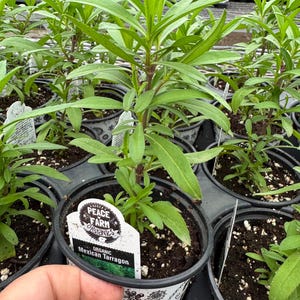 Mexican Tarragon