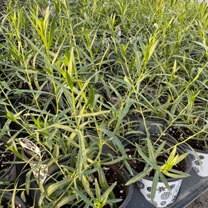 French Tarragon Organic Live Starter Plant