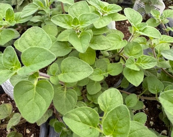 Oregano Organically Grown Live Plant