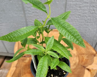 Lemon Verbena Organically Grown Herb