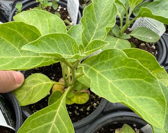 Ashwagandha Organically Grown Live Herb Plant
