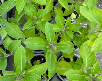 Tulsi Holy Basil Organically Grown Live Herb Plant