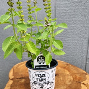 Tulsi Holy Basil Organically Grown Live Herb Plant