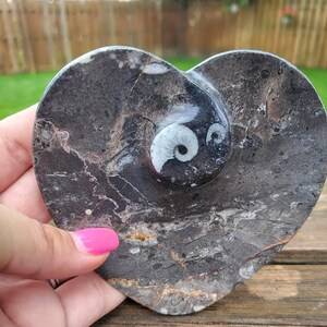 Heart Shaped Fossil Etsy