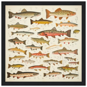 Trout Poster | Trout species image | Fish Species Poster | Fishing Fan | Vintage fish overview