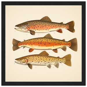 Trout Poster | Trout species image | Fish Species Poster | Fishing Fan | Vintage fish overview