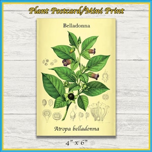 Impression de plante belladone | Atropa belladone | Illustration scientifique | Impression 4x6 | Art mural | Carte postale