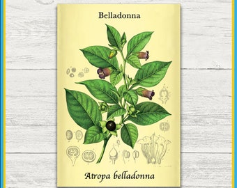 Belladonna Plant Print | Atropa belladonna | Scientific Illustration | 4x6 Print | Wall Art | Postcard