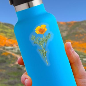 California Poppy Sticker | Eschscholzia californica | Remastered Scientific Illustration | Flower/Botanical Art | 2.5 x 1.5 inch