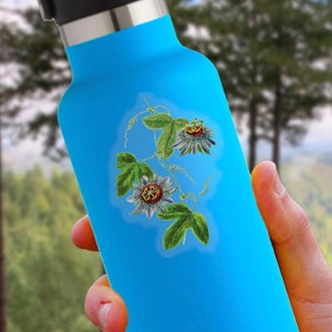 Passion Flower Sticker | Passiflora incarnata | Remastered Scientific Illustration | Flower/Botanical Art | 2.5 x 1.5 inch