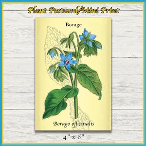 Impressão de planta de borragem | Borago officinalis | Ilustração Científica | Impressão 4x6 | Arte de parede | Cartão Postal | Impressão Física