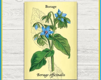 Borage Plant Print | Borago officinalis | Scientific Illustration | 4x6 Print | Wall Art | Postcard | Physical Print