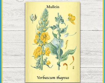 Mullein Print | Verbascum thapsus | Remastered Scientific Illustration | 4x6 Print | Wall Art | Postcard | Physical Print