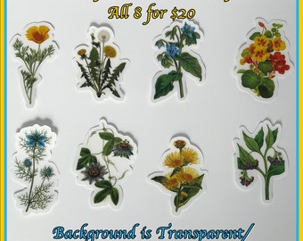 Plant Sticker Bundle | Set of 3, 5, or 8 | Wild Plants | Foraging Plants | Herbal Plants | Wholesale