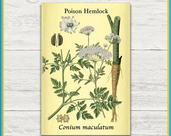 Poison Hemlock Print | Conium maculatum | Remastered Scientific Illustration | 4x6 Print | Wall Art | Postcard | Physical Print