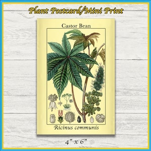 Impressão de mamona | Ricinus communis | Ilustração Científica Remasterizada | Impressão 4x6 | Arte de parede | Cartão Postal | Impressão Física