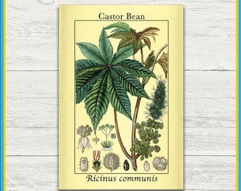 Castor Bean Print | Ricinus communis | Remastered Scientific Illustration | 4x6 Print | Wall Art | Postcard | Physical Print