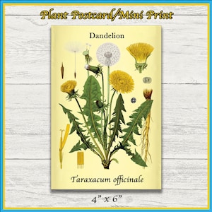 Impressão de dente de leão | Taraxacum officinale | Ilustração Científica Remasterizada | Impressão 4x6 | Arte de parede | Cartão Postal | Impressão Física