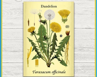 Dandelion Print | Taraxacum officinale | Remastered Scientific Illustration | 4x6 Print | Wall Art | Postcard | Physical Print