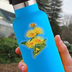 Elecampane Sticker | Inula helenium | Remastered Scientific Illustration | Flower/Botanical Art | 2.5 x 1.5 inch