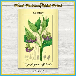 Impressão de confrei | Symphytum officinale | Ilustração Científica Remasterizada | Impressão 4x6 | Arte de parede | Cartão Postal | Impressão Física