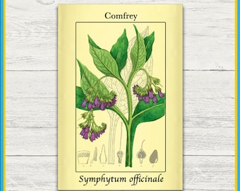 Comfrey Print | Symphytum officinale | Remastered Scientific Illustration | 4x6 Print | Wall Art | Postcard | Physical Print