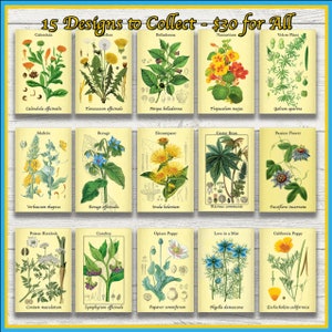 Pacote de estampas de plantas | Conjunto de 5, 10 ou 15 | Plantas Selvagens | Plantas forrageiras | Plantas Herbais