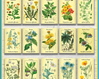 Plant Print Bundle | Set of 5, 10, or 15 | Wild Plants | Foraging Plants | Herbal Plants