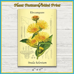 Stampa Elecampane / Inula helenium / Illustrazione scientifica rimasterizzata / Stampa 4x6 / Wall Art / Cartolina / Stampa fisica