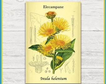 Elecampane Print | Inula helenium | Remastered Scientific Illustration | 4x6 Print | Wall Art | Postcard | Physical Print