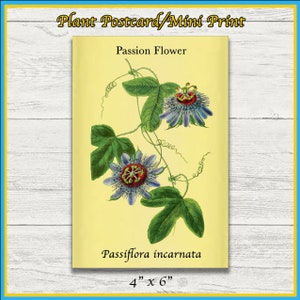 Impressão Flor da Paixão | Passiflora encarnada | Ilustração Científica Remasterizada | Impressão 4x6 | Arte de parede | Cartão Postal | Impressão Física