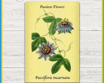 Passion Flower Print | Passiflora incarnata | Remastered Scientific Illustration | 4x6 Print | Wall Art | Postcard | Physical Print