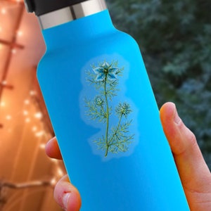 Love in a Mist Sticker | Nigella damascena | Remastered Scientific Illustration | Flower/Botanical Art | 2.5 x 1.5 inch