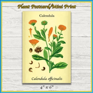 Impressão de planta de calêndula | Calêndula officinalis | Ilustração Científica | Impressão 4x6 | Arte de parede | Cartão Postal | Impressão Física