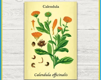 Calendula Plant Print | Calendula officinalis | Scientific Illustration | 4x6 Print | Wall Art | Postcard | Physical Print